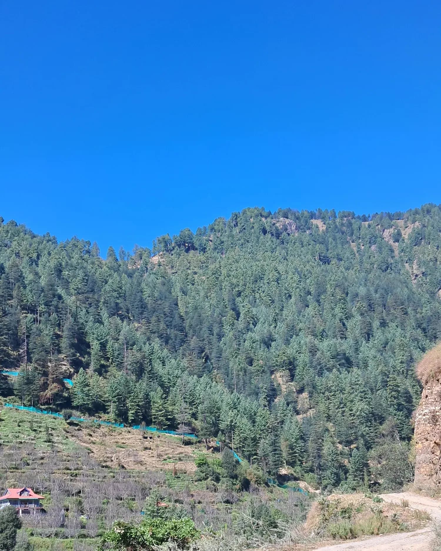 Deodar cedar forest on a slope in the western Himalaya